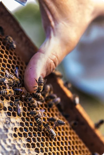 artisant-apiculteur-communication.webp